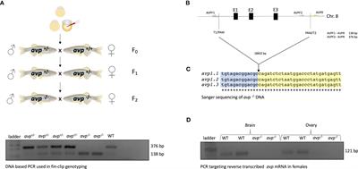 Knock-out of vasotocin reduces reproductive success in female zebrafish, Danio rerio